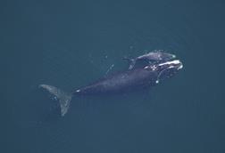 Right whale and calf